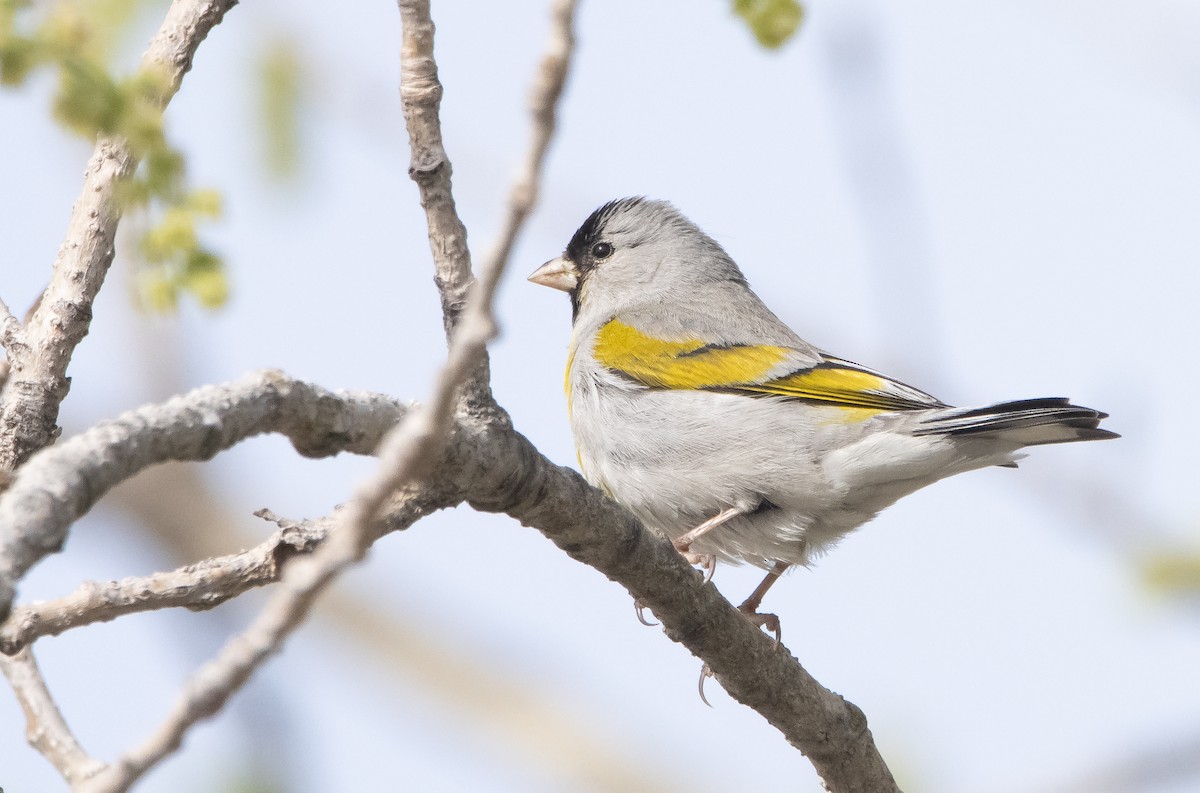 Lawrence's Goldfinch - ML432798181