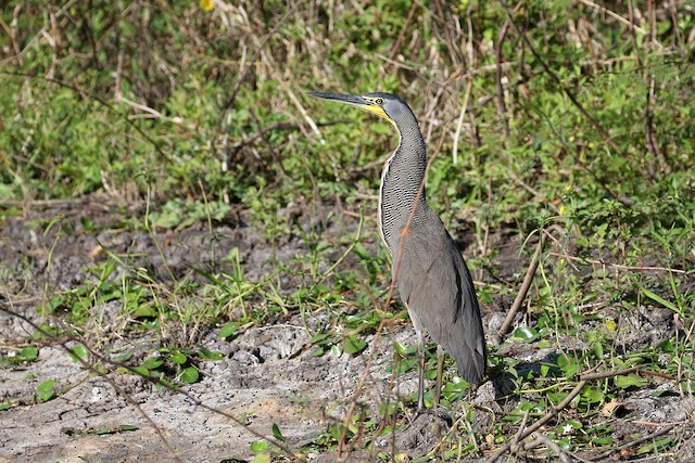 Bare-throated Tiger-Heron at Crooked Tree Wildlife Sanctuary by Dave Beeke