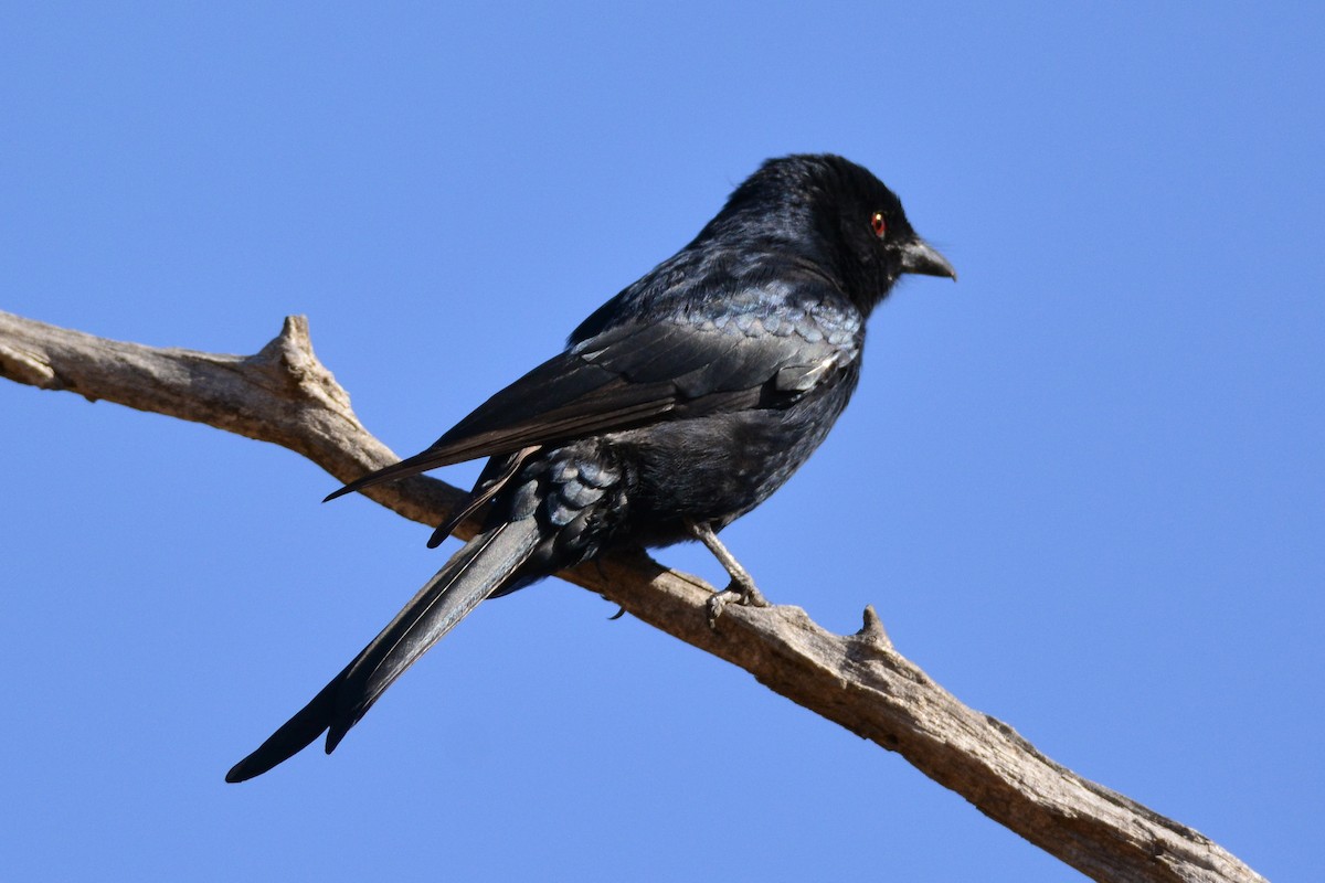 Fork-tailed Drongo - ML432798831