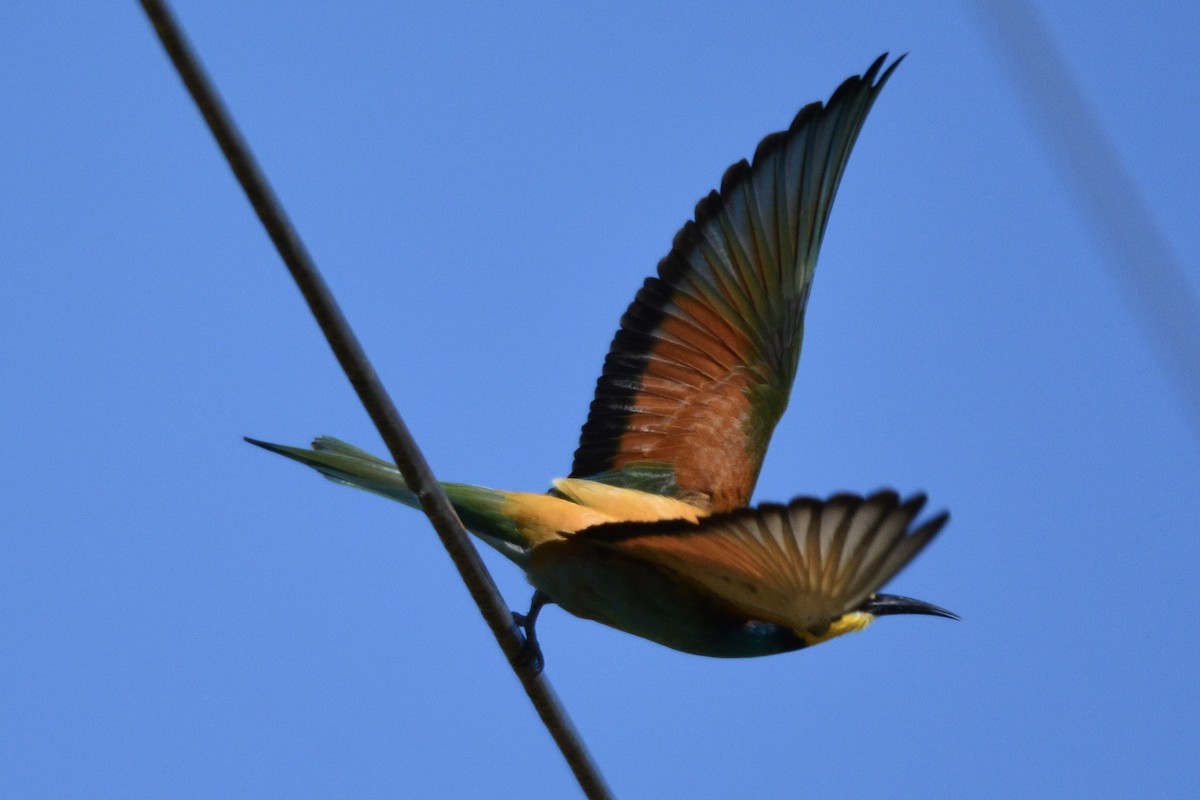 European Bee-eater - ML432798921