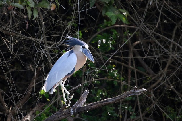 Boat-billed Heron at Crooked Tree Wildlife Sanctuary by Dave Beeke