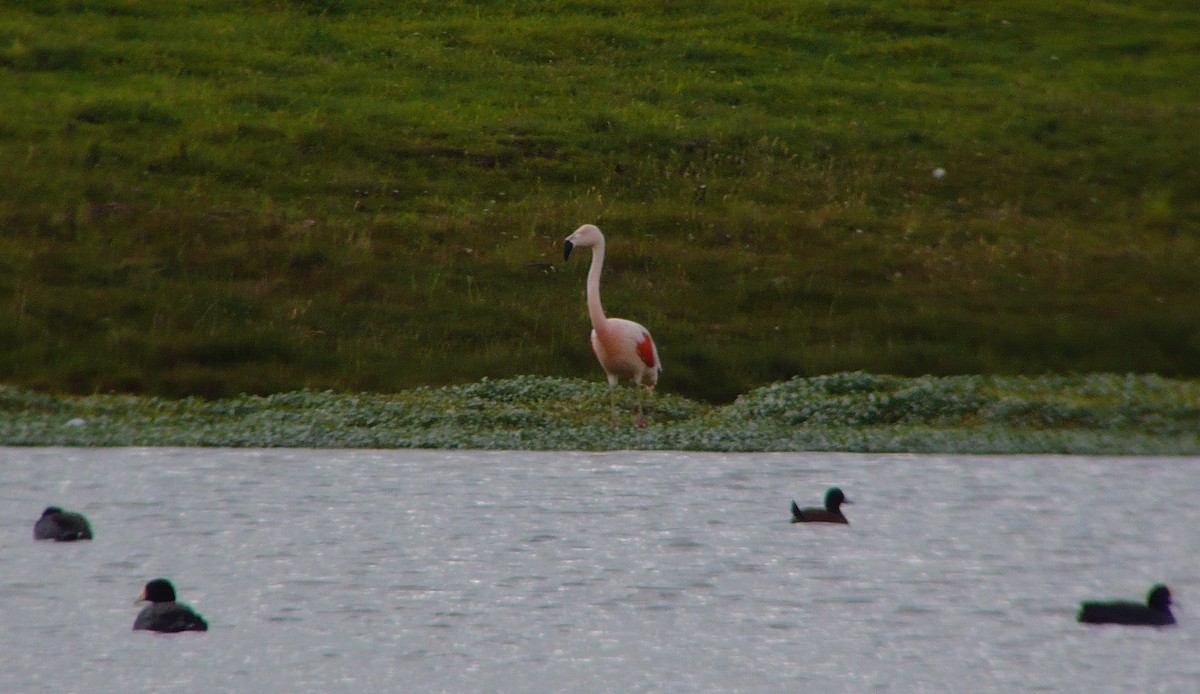Şili Flamingosu - ML43280551