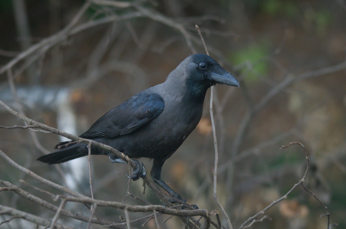 House Crow - Ikshan Ganpathi