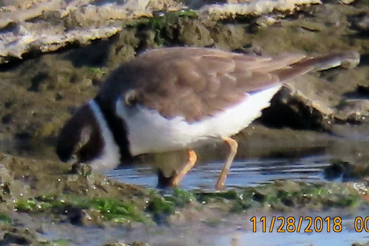 Semipalmated Plover - ML432811171