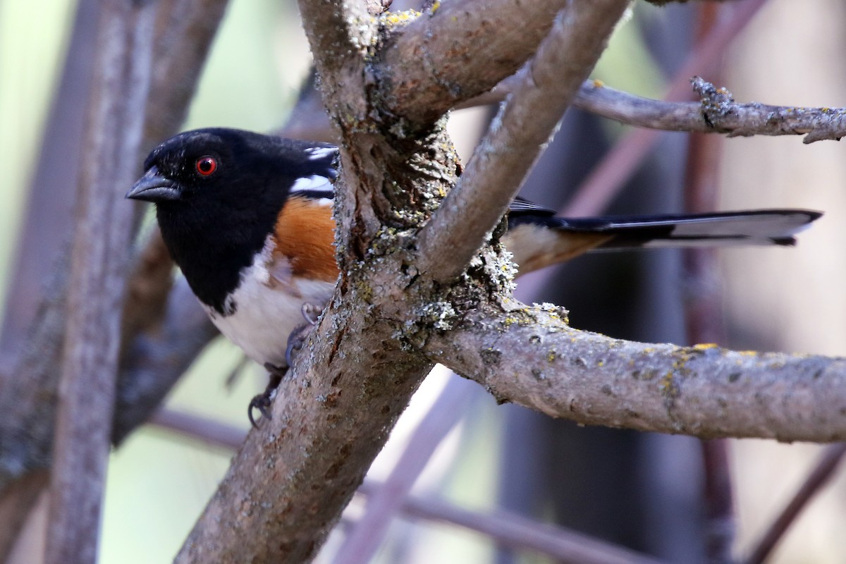 Spotted Towhee - ML432811451