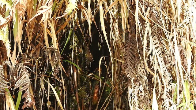  - Mishmi Wren-Babbler