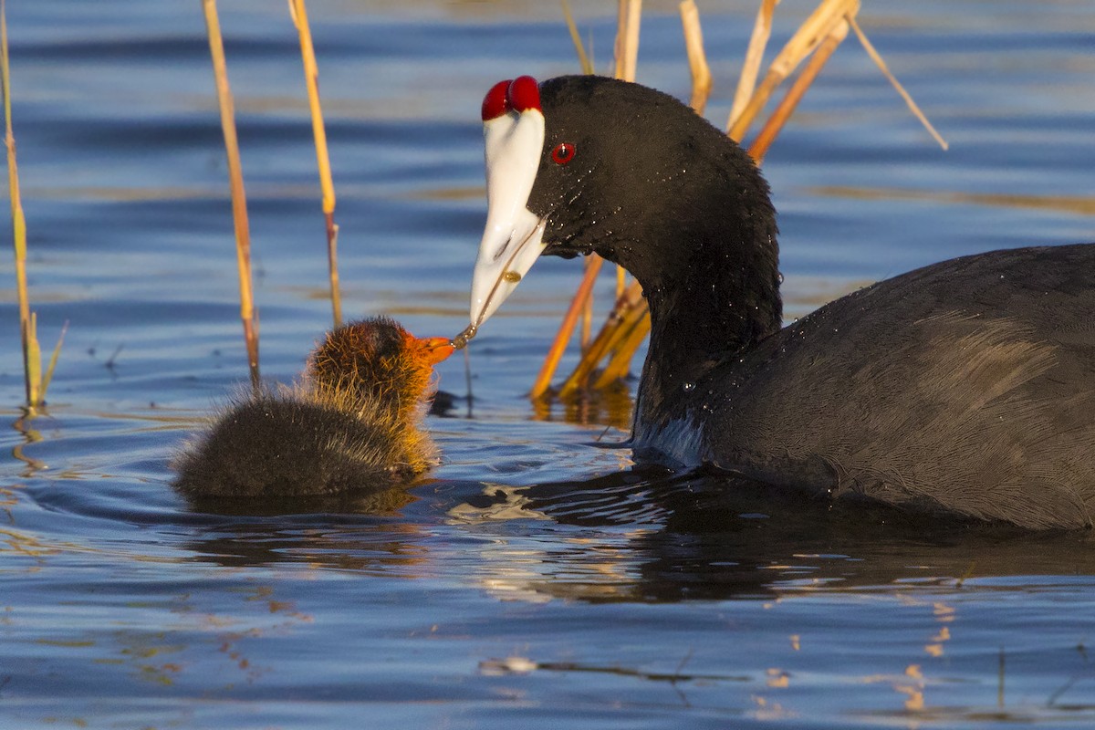 Red-knobbed Coot - ML432814201