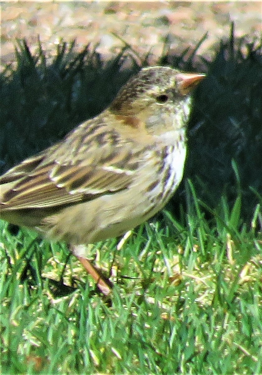 Harris's Sparrow - ML432815981