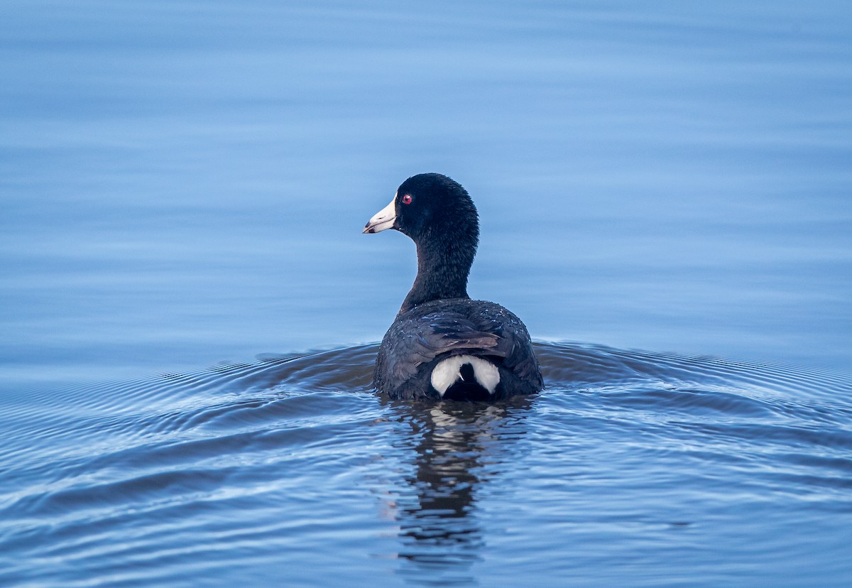 American Coot (Red-shielded) - bj worth