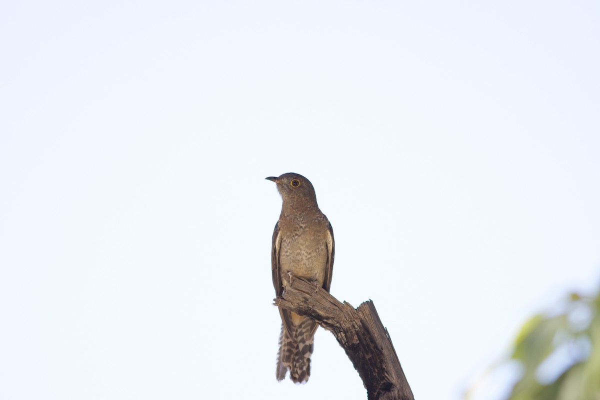 Fan-tailed Cuckoo - ML432820171