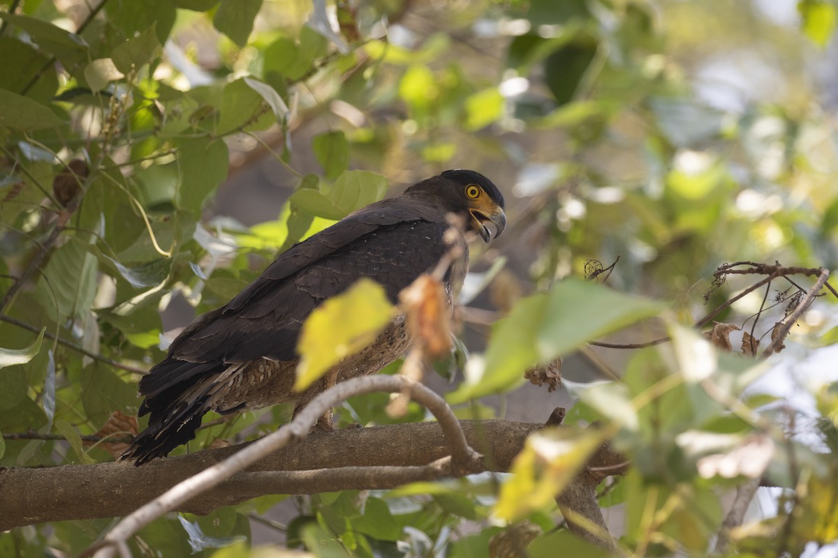 Crested Serpent-Eagle - ML432831321