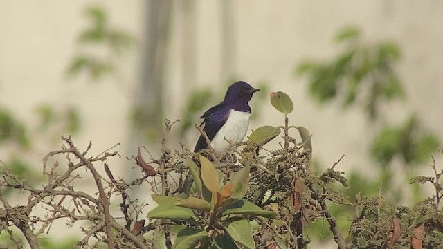 Violet-backed Starling - ML432835771