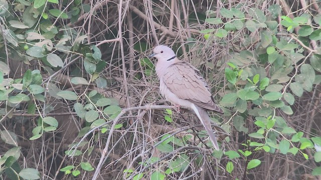 African Collared-Dove - ML432836631