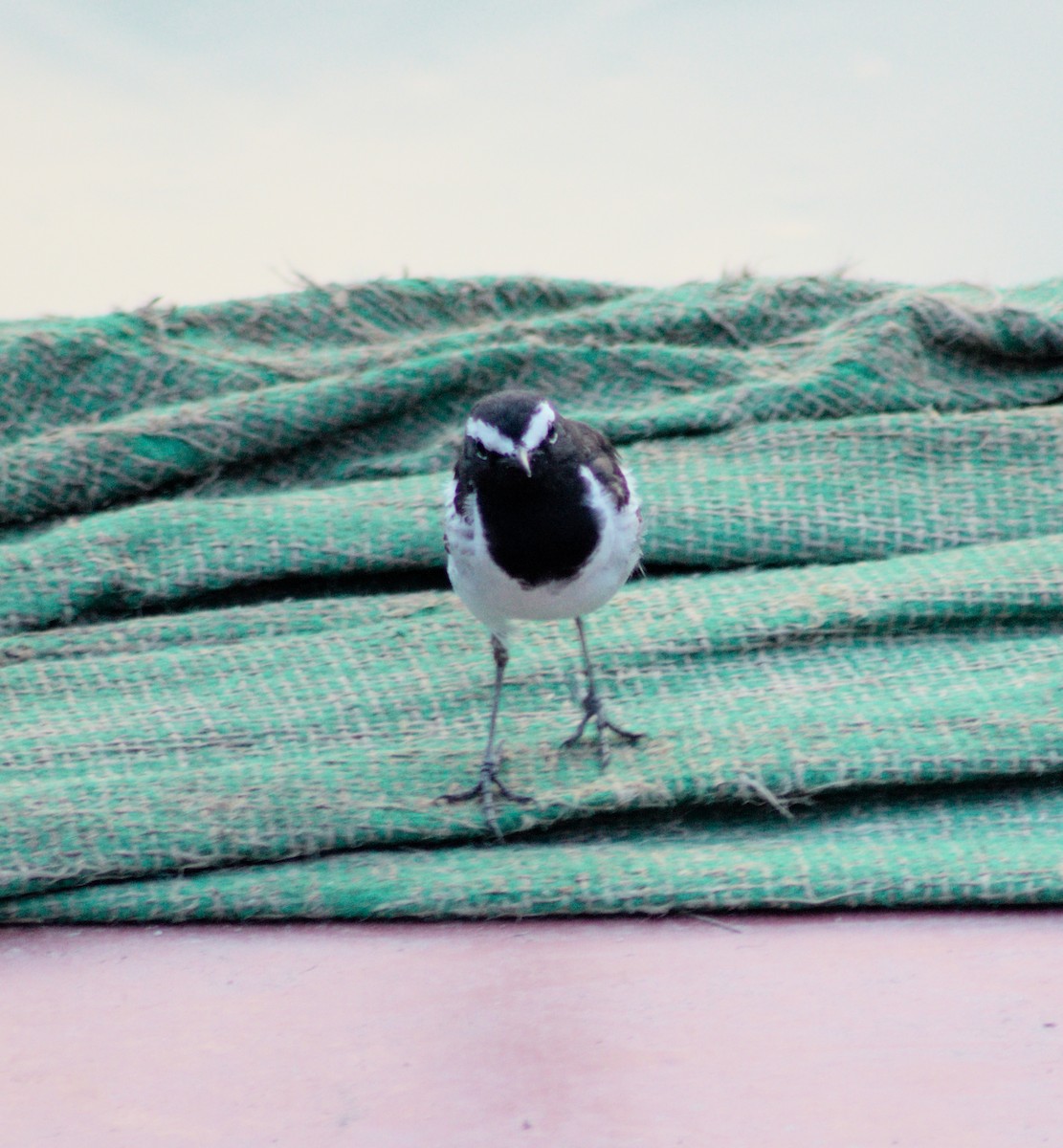 White-browed Wagtail - ML432837311