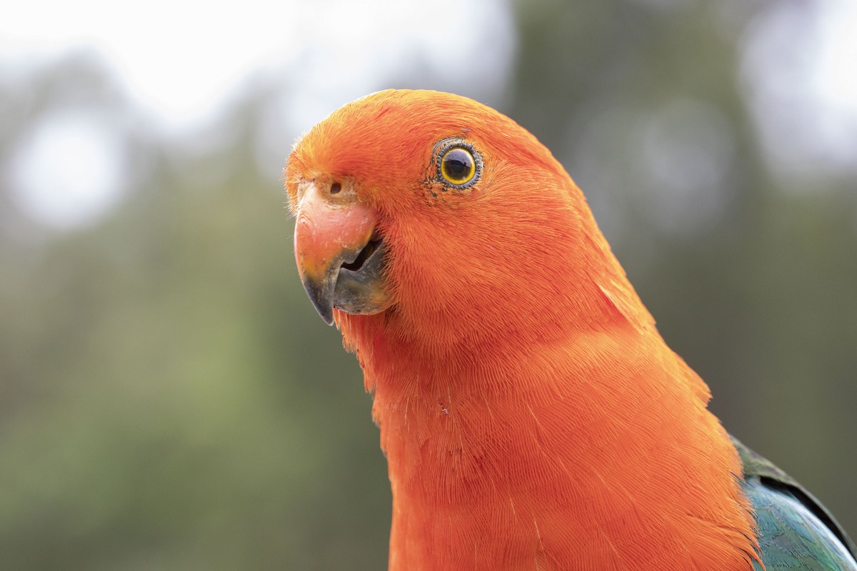 Australian King-Parrot - Isaac Clarey