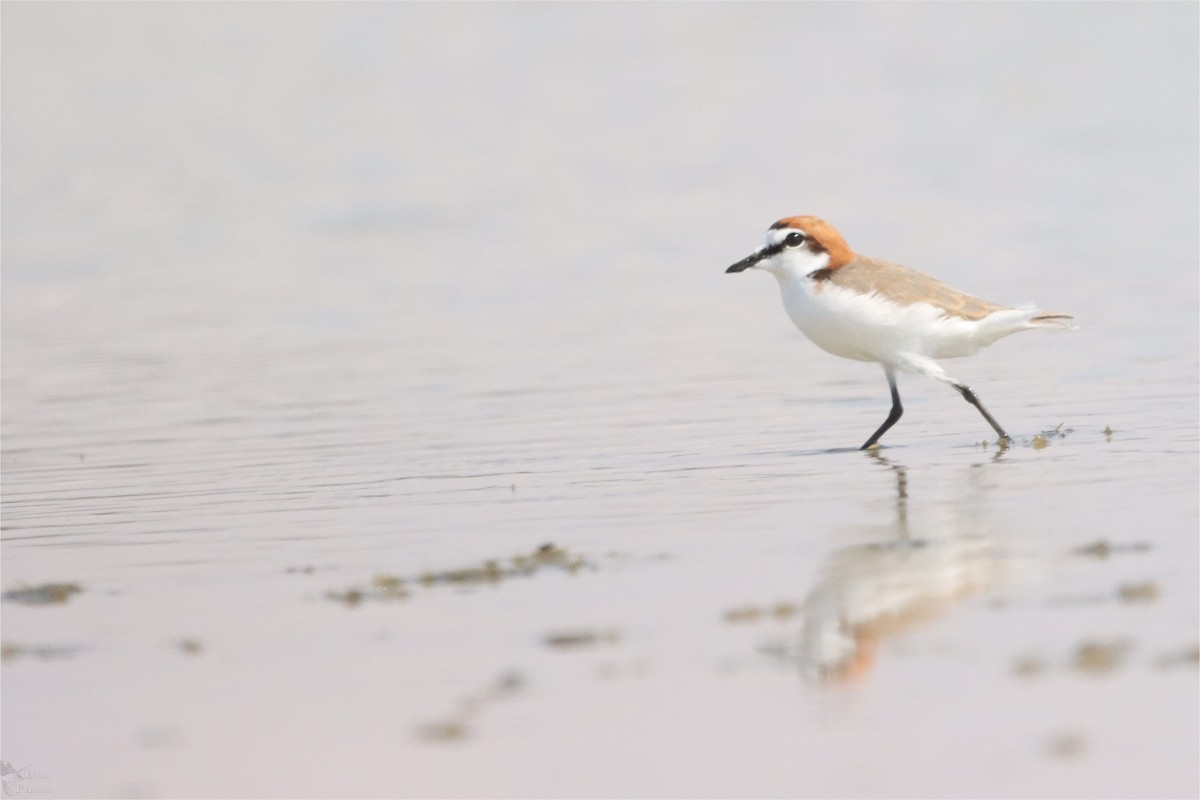 Red-capped Plover - India I’Anson