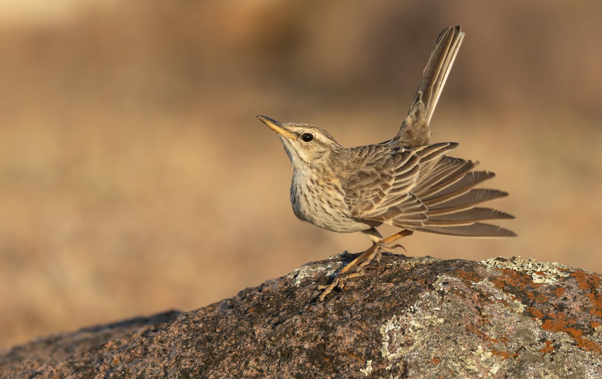 Long-billed Pipit - Lars Petersson