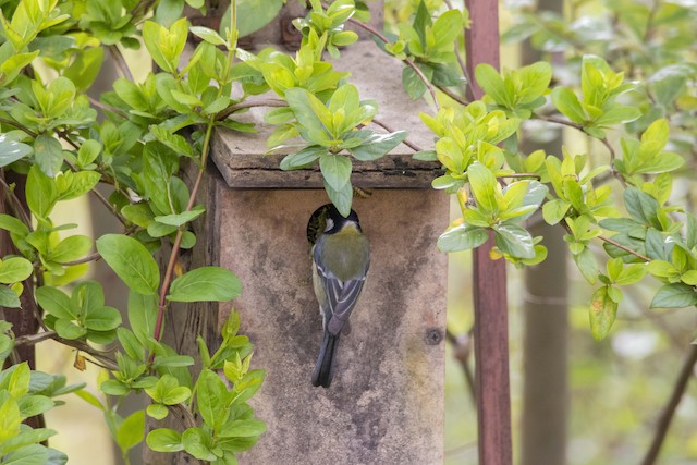 Adult visiting a nest box. - Great Tit - 