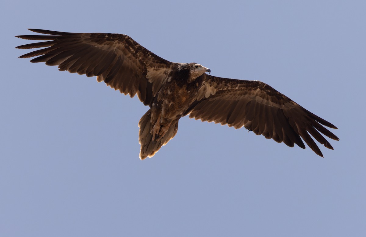 Egyptian Vulture - ML432842881