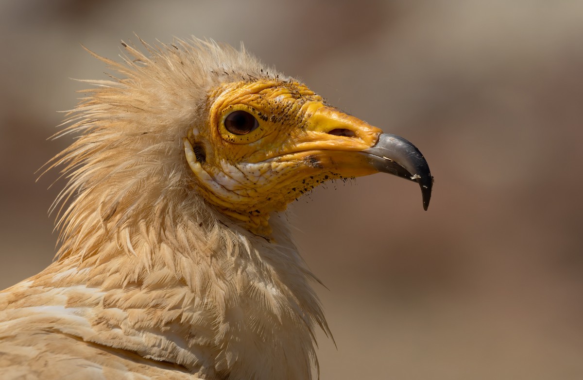 Egyptian Vulture - ML432844491