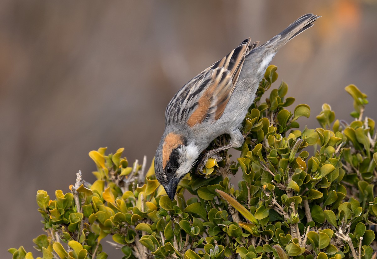 Socotra Sparrow - Lars Petersson