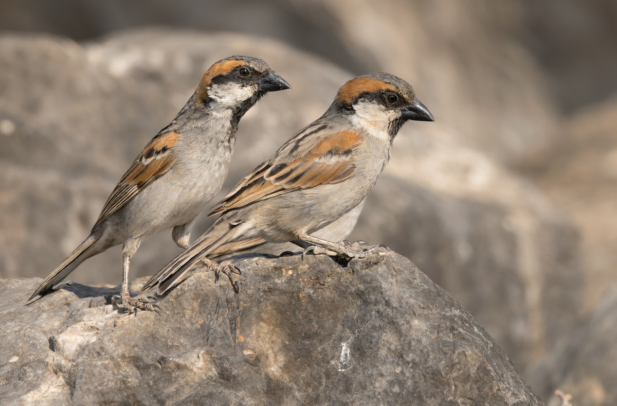Socotra Sparrow - Lars Petersson | My World of Bird Photography