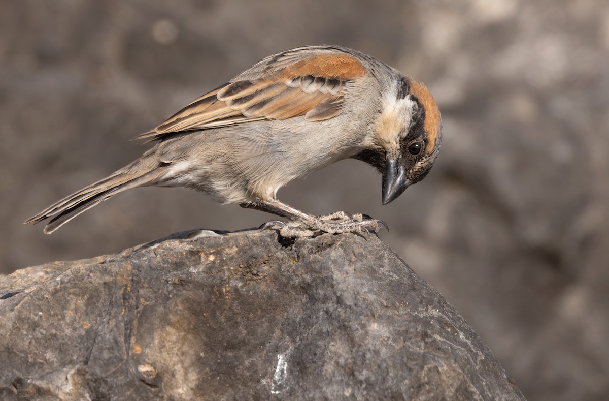 Socotra Sparrow - Lars Petersson