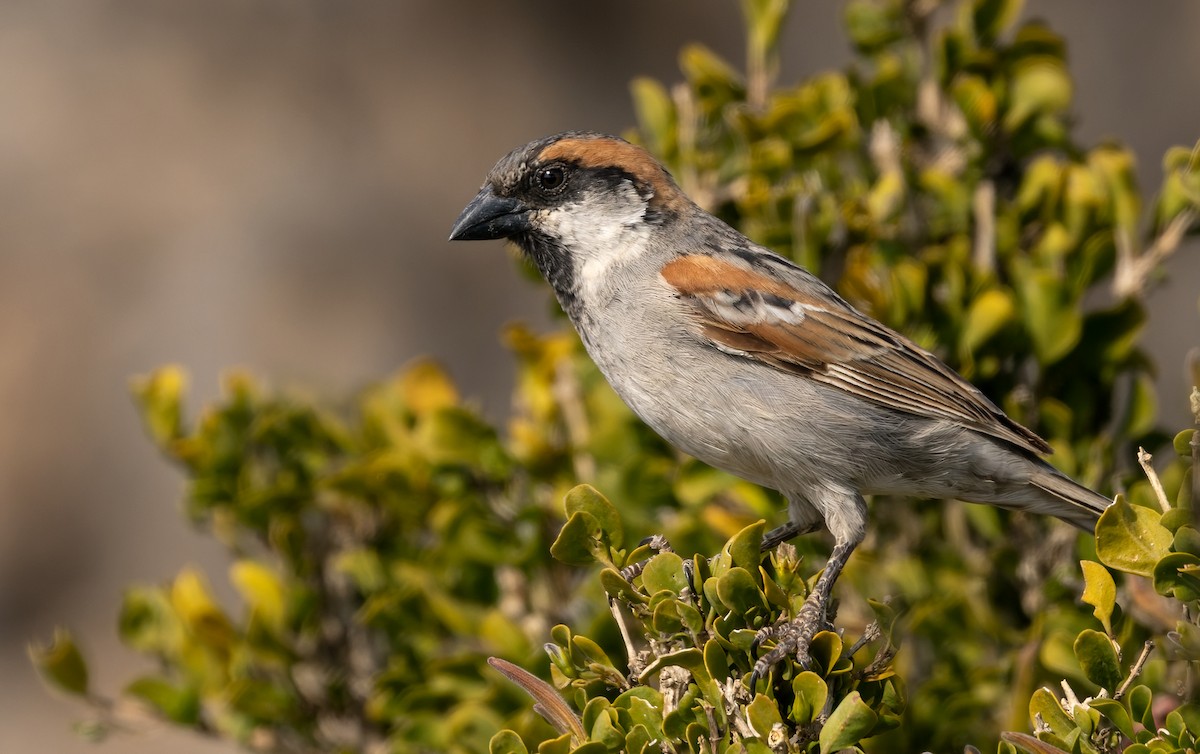 Socotra Sparrow - ML432846231