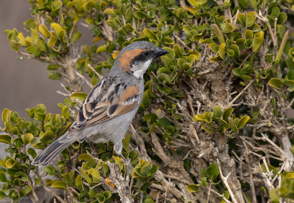 Socotra Sparrow - ML432846251