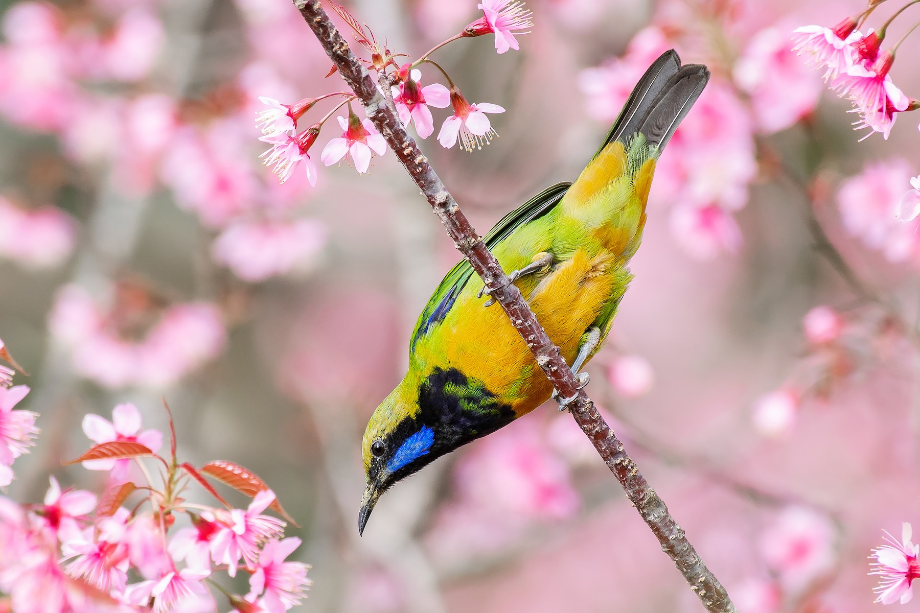 Orange-bellied Leafbird (Orange-bellied) - eBird