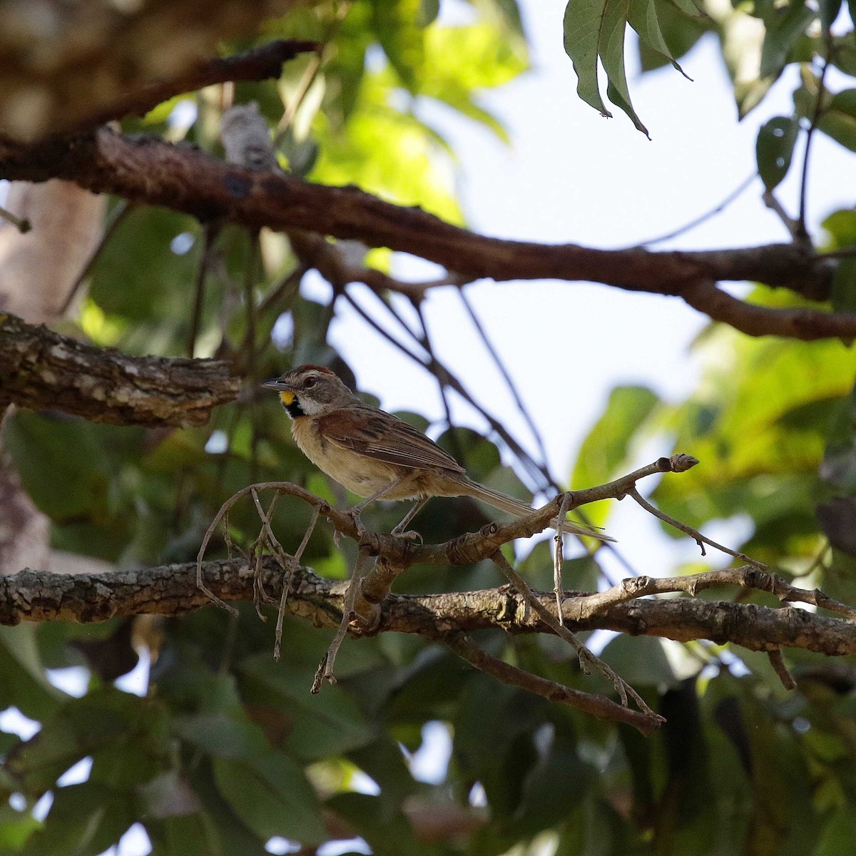 Chotoy Spinetail - ML432851061