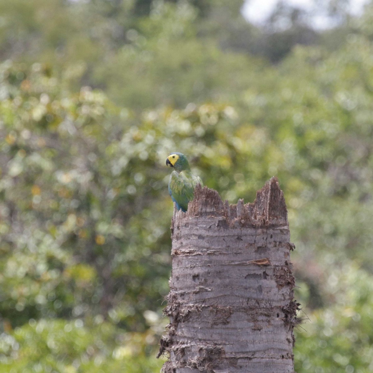 Red-bellied Macaw - José Dionísio JDionísio