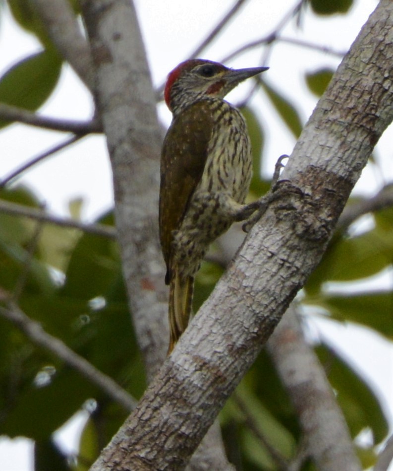 Mombasa Woodpecker - ML432857501
