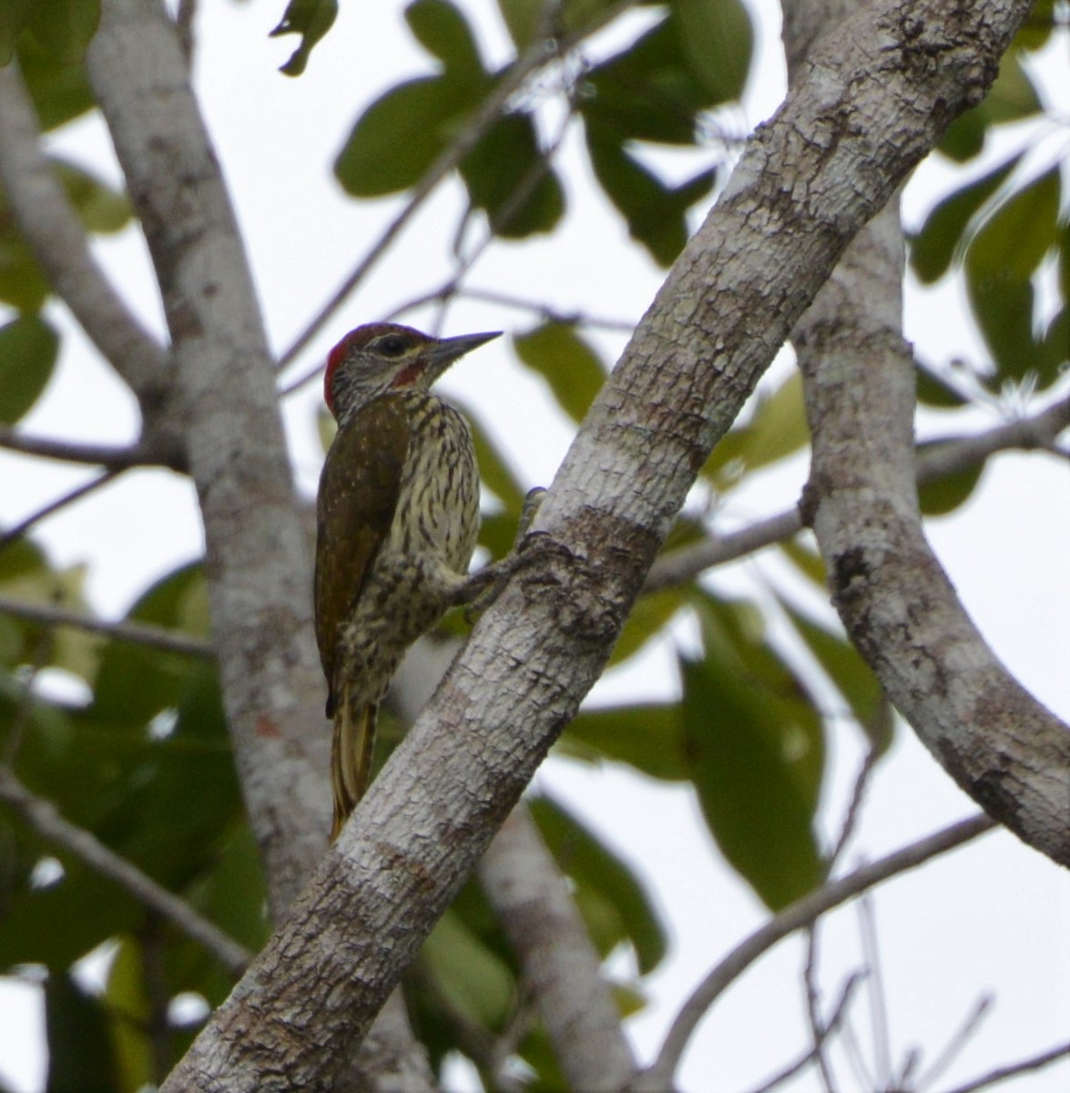 Mombasa Woodpecker - ML432857511
