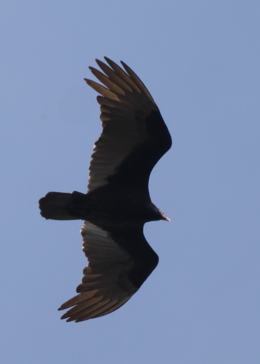 Turkey Vulture - ML432859811