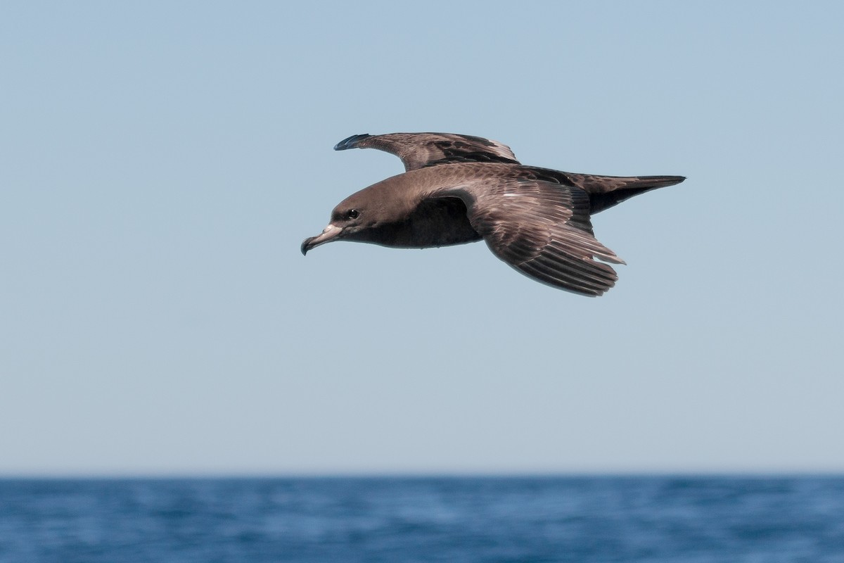 Flesh-footed Shearwater - ML432859891