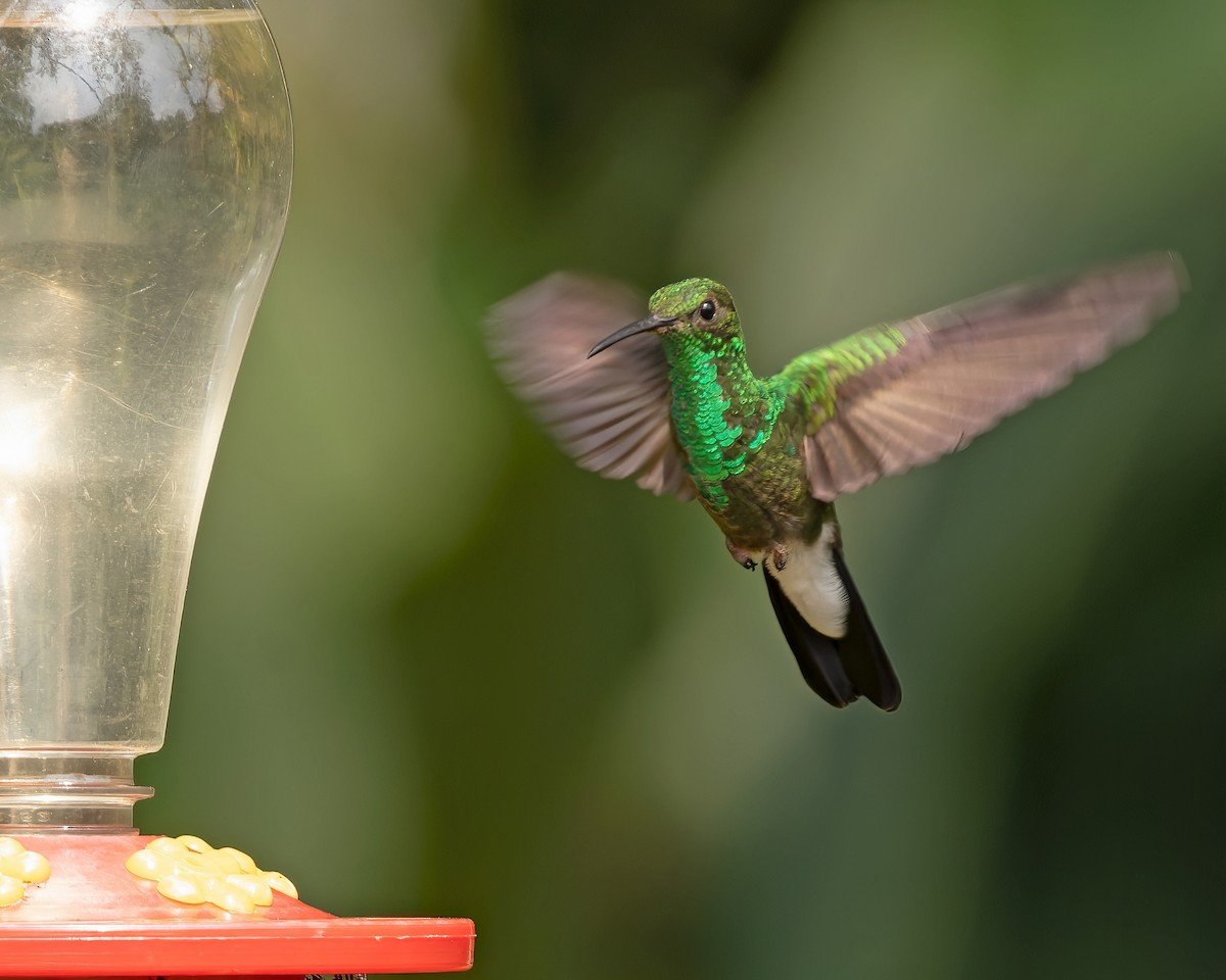 kolibřík bělořitý - ML432861141