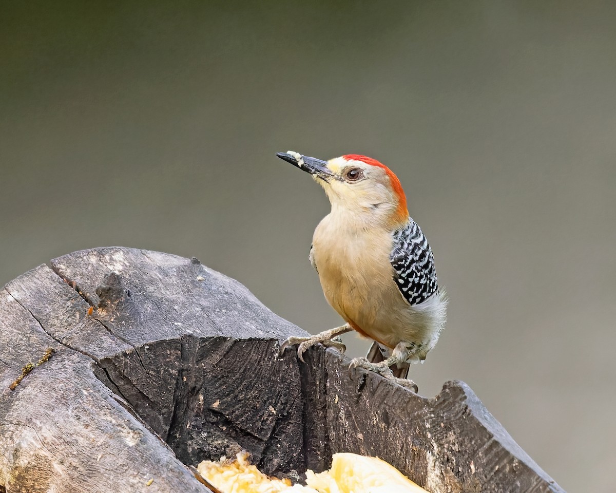 Red-crowned Woodpecker - ML432861381