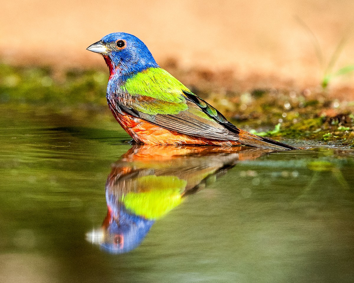Painted Bunting - Cliff Peterson