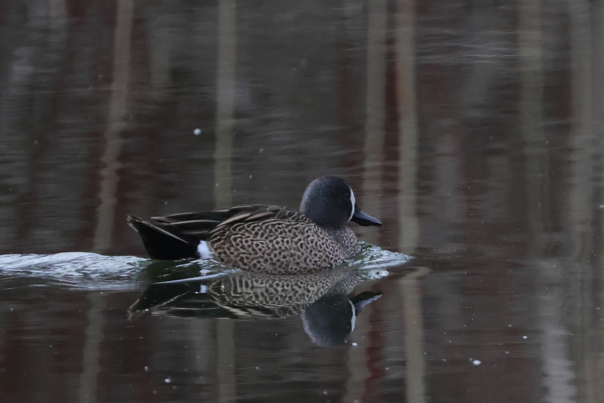 Blue-winged Teal - ML432865331