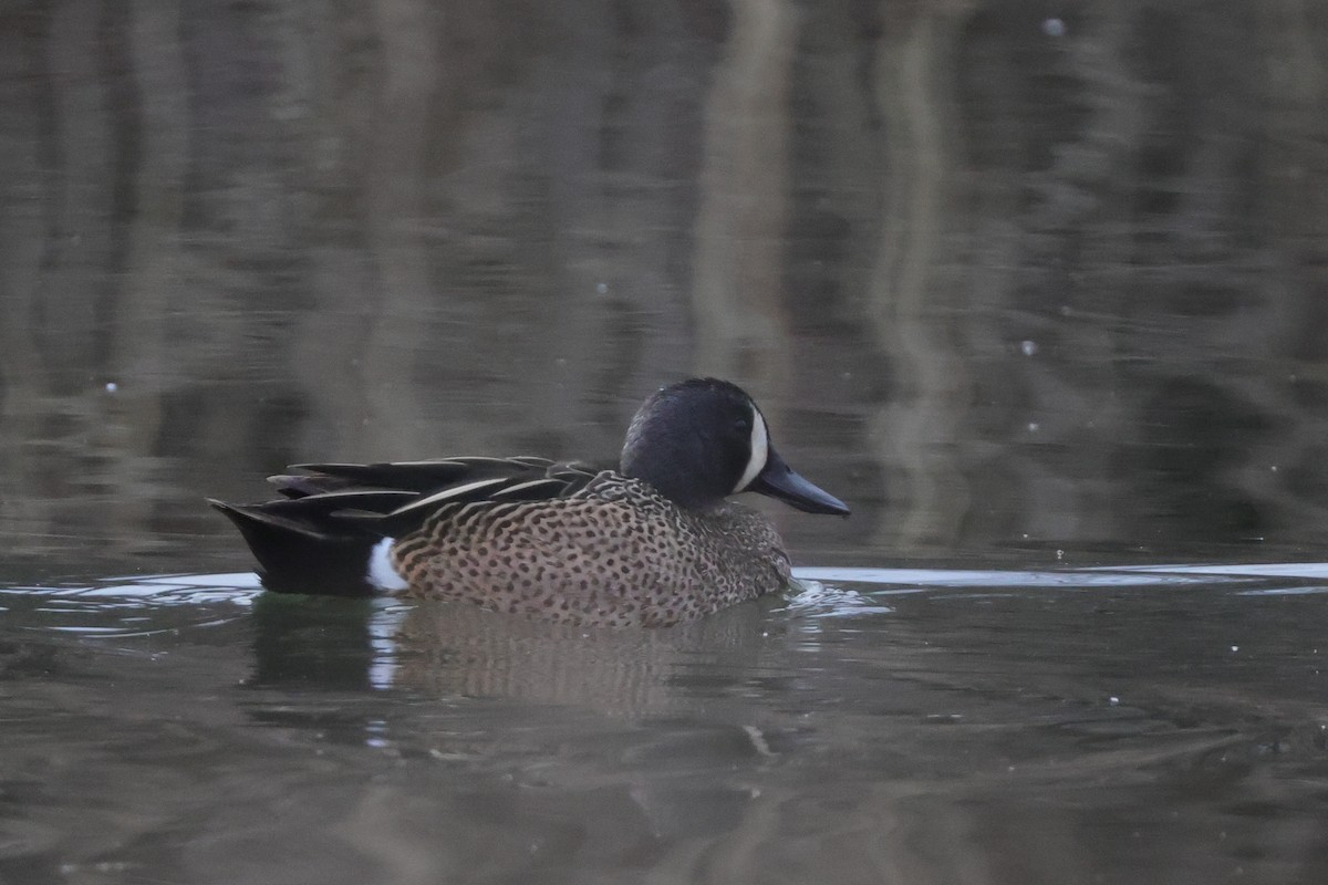 Blue-winged Teal - ML432865411