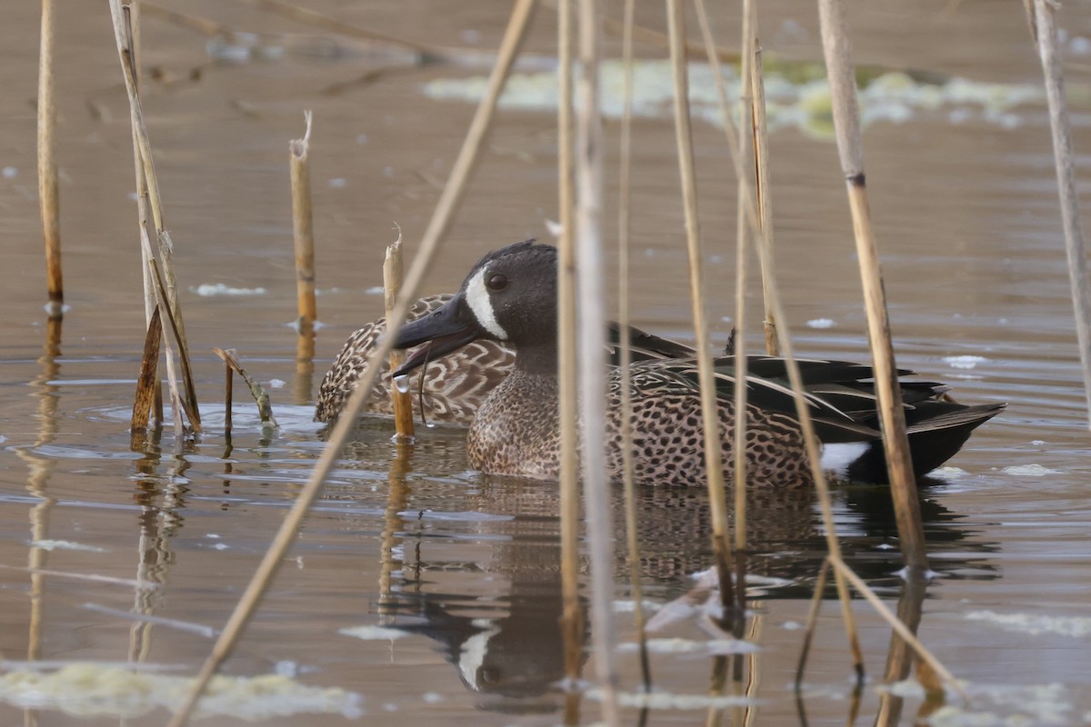 Blue-winged Teal - ML432865511
