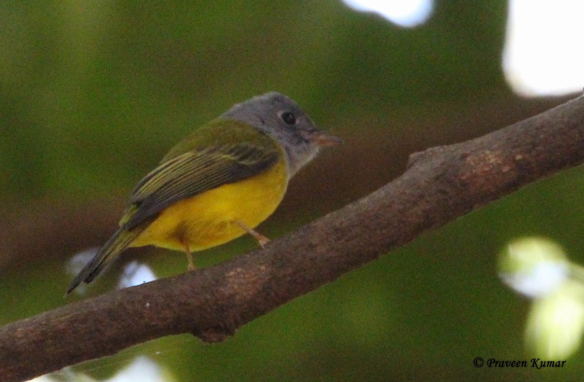 Gray-headed Canary-Flycatcher - Praveen  Kumar