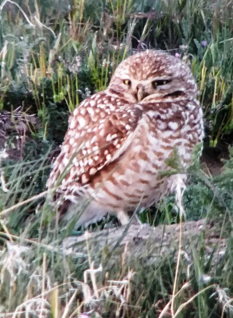 Burrowing Owl - ML432866841