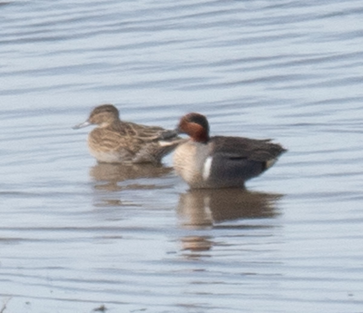Green-winged Teal - ML432867081