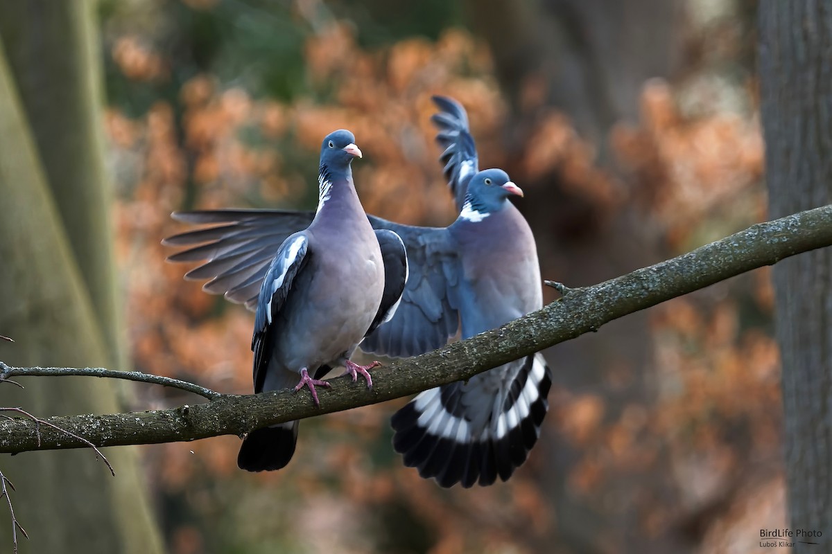 Common Wood-Pigeon - Luboš Klikar
