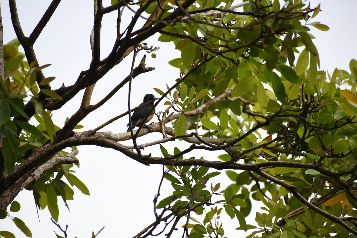 Puerto Rican Woodpecker - ML432869791