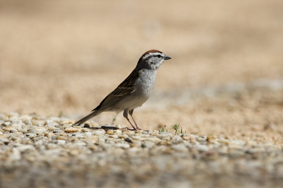 Chipping Sparrow - ML432870451