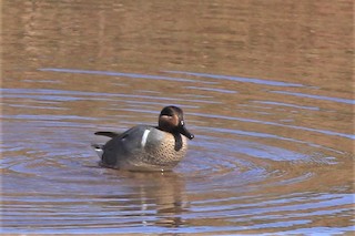 Green-winged Teal, ML432873471