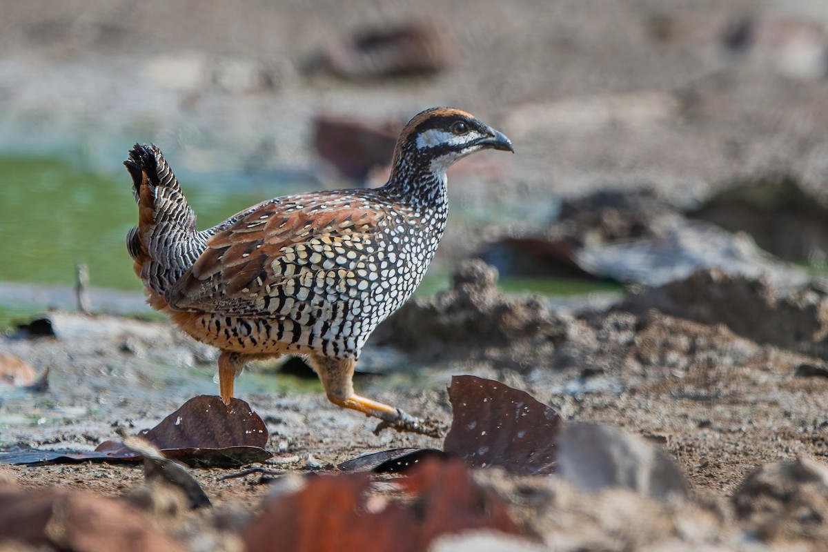 Chinese Francolin - ML432878461